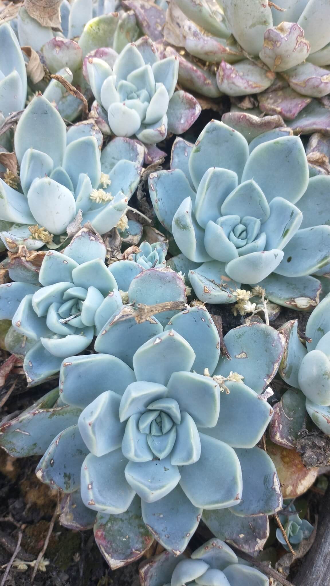 Echeveria elegans